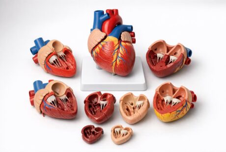 Anatomiczne modele pomagające lepiej zrozumieć budowę ciała