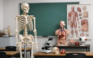 Jak anatomiczne modele wspierają naukę i diagnostykę: praktyczny przewodnik