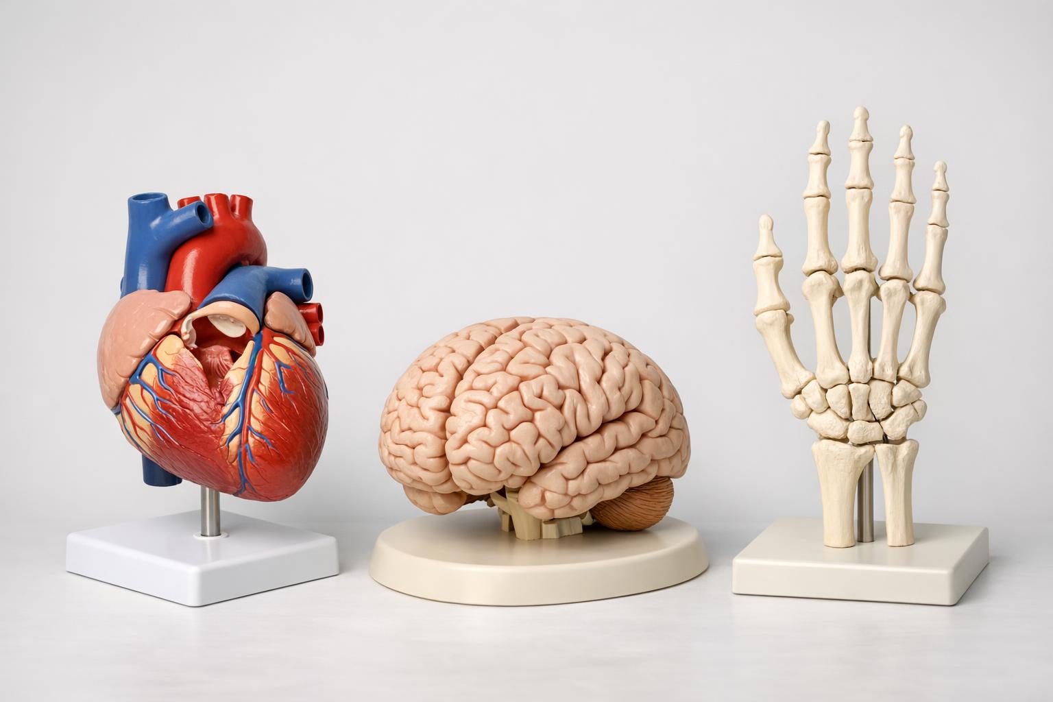 Zestaw modeli anatomicznych: serce, mózg, szkielet dłoni