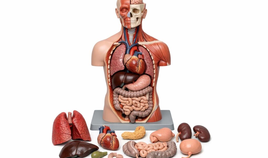 Edukacyjne modele anatomiczne — jak wybrać i wykorzystać je w nauce ludzkiego ciała