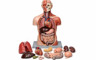 Edukacyjne modele anatomiczne — jak wybrać i wykorzystać je w nauce ludzkiego ciała