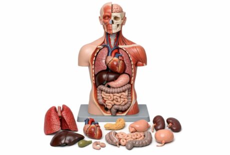 Edukacyjne modele anatomiczne — jak wybrać i wykorzystać je w nauce ludzkiego ciała